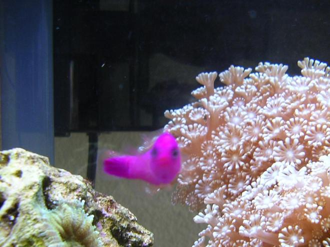 saltwater fish - pseudochromis porphyreus - purple pseudochromis stocking in 60 gallons tank - He looks pissed
