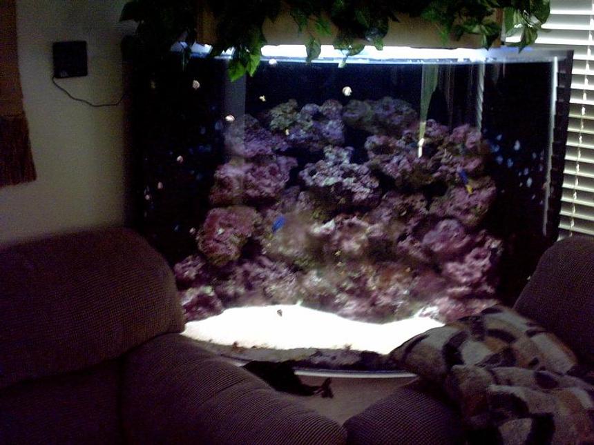 Rated #1186: Reef Tank - 160 Gal corner bow front 1 inch acrylic
4- 55 watt pc's  2 10 k's and 2 blue
top fathom skimmer in sump
quiet one 1200 pump
better pic soon