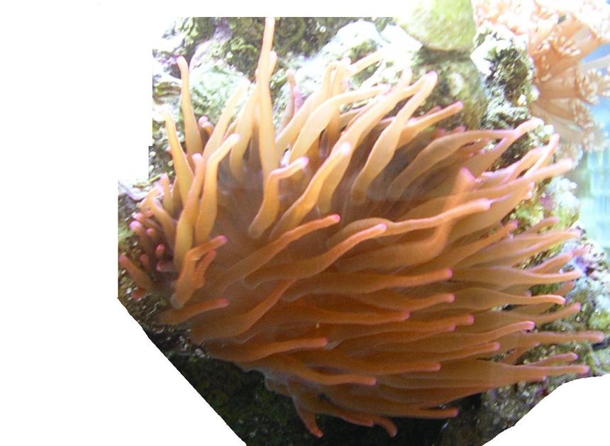 Rated #376: Corals Inverts - Entacmaea Quadricolor - Rose Bulb Anemone Stocking In 60 Gallons Tank - My very healthy Anenome