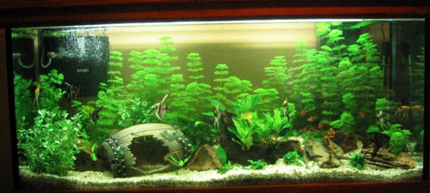 Rated #1122: 55 Gallons Planted Tank - Only been up 2 months