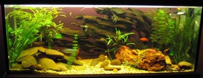 60 gallons freshwater fish tank (mostly fish and non-living decorations) - Fish include: 1 rosy barb, 3 gourami, 1 three spot, 2 pear,l 6 tiger barbs, 3 black widow tetras, 2 bleeding hart tetras, 1 bristle nose catfish, 6 cory cats, 3 butter fly cichlids, 3 clown loaches, 2 sucking cats, 4 angels and 4 platys
