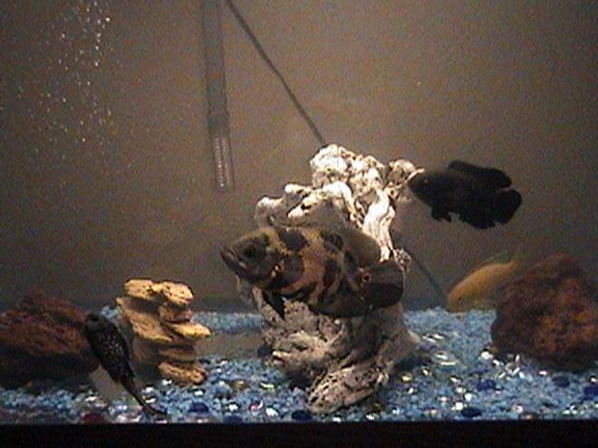 30 gallons freshwater fish tank (mostly fish and non-living decorations) - 30 gallons i have 2 oscars 1is7" the other is 3 1/2" ,one african chill.4" and 1 alga eater6" every time i pass by close to it the get exited, i fitthem 2 times a day i wander if i can add a alvino oscar ?...