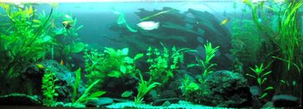 60 gallons planted tank (mostly live plants and fish) - Fish include: 1 rosy barb, 3 gourami, 1 three spot, 2 pearl, 6 tiger barbs, 3 black widow tetras, 2 bleeding hart tetras, 1 bristle nose catfish, 6 cory cats, 3 butter fly cichlids, 3 clown loaches, 2 sucking cats, 4 angels and 4 platys