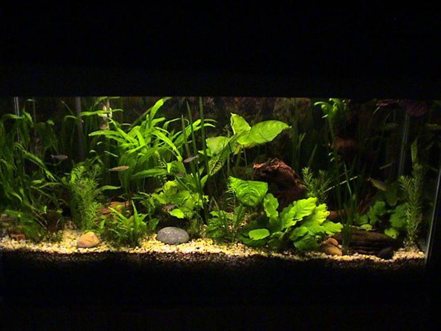 Rated #46: 35 Gallons Planted Tank - 2 blood fins 5 rummy nose
2 sucking loaches 2 plecos(one is 10-12inches long),
3 buenos aries 4 zebras .2 african frogs 2 madascar tetras. Has been running since 1997.
