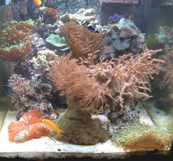 reef tank (mostly live coral and fish)