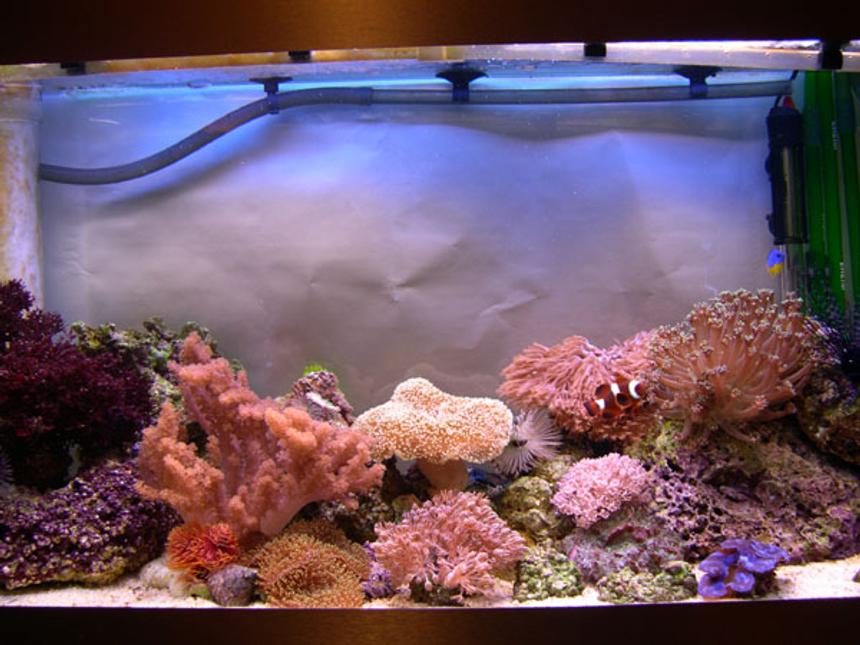 Rated #1047: 30 Gallons Reef Tank - 4 months old and my bank manager is not happy!