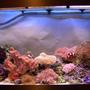 30 gallons reef tank (mostly live coral and fish) - 4 months old and my bank manager is not happy!