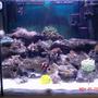 40 gallons reef tank (mostly live coral and fish) - full tank shot