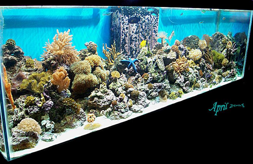 Rated #247: 180 Gallons Reef Tank - Our 180g reef tank.