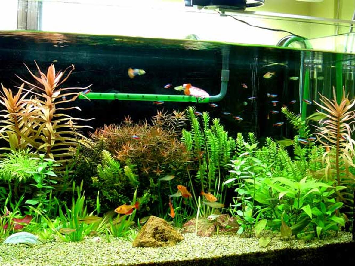 planted tank (mostly live plants and fish) - 4ft x1.5ftx1.5ft Planted tank