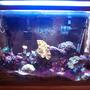 29 gallons reef tank (mostly live coral and fish) - My 29G tank at 1yr 4 months