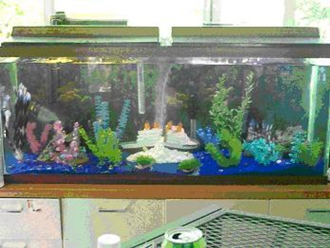 75 gallons freshwater fish tank (mostly fish and non-living decorations) - My 55 Gallon tank is home to 7 beautiful Angelfish, 2 med Pleco,  1 male betta, 2 Bala sharks, 1 black convict, 1 red terror, 1 electric blue jack dempsey, 3 paradise gourami, 2 gold gourami, 3 bottom feeders.  i have blue reef sand & Some Plastic plants but have one real plant which the Angelfish really Enjoy.