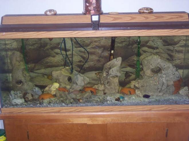 55 gallons freshwater fish tank (mostly fish and non-living decorations) - Tanganyikan Cichlid Tank