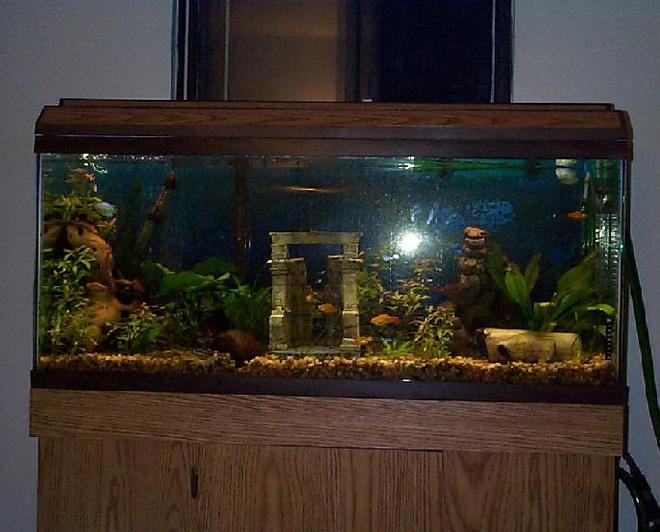 55 gallons freshwater fish tank (mostly fish and non-living decorations) - 55 gallon tank, 8 neon tetras, 9 glow light tetras, 1 Pleco, 6 gold barbs, Mr. and Mrs. Krib, 2 male "powder blue" dwarf gouramis, 3(maybe) kuhli loaches, 1 female betta, 1 male blue ram, 3 small rams temporarily, hoping for one to be a female, I think one is:):):), and one adult ram rescued from bad store, almost missing a tail:(