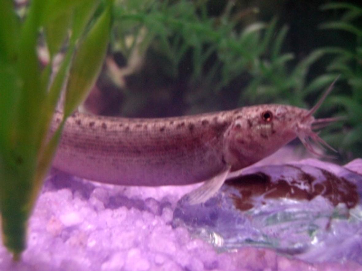 freshwater fish - misgurnus anguillicaudatus - dojo loach stocking in 10 gallons tank - My Dojo Loch from another tank