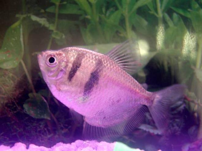 freshwater fish - gymnocorymbus sp. - black skirt tetra stocking in 10 gallons tank - One of my Blackskirt Tetras from another 10 Gal I have