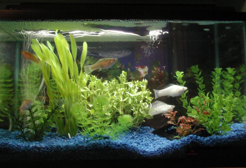 Rated #2966: 10 Gallons Freshwater Fish Tank - One of my 10 Gal tanks