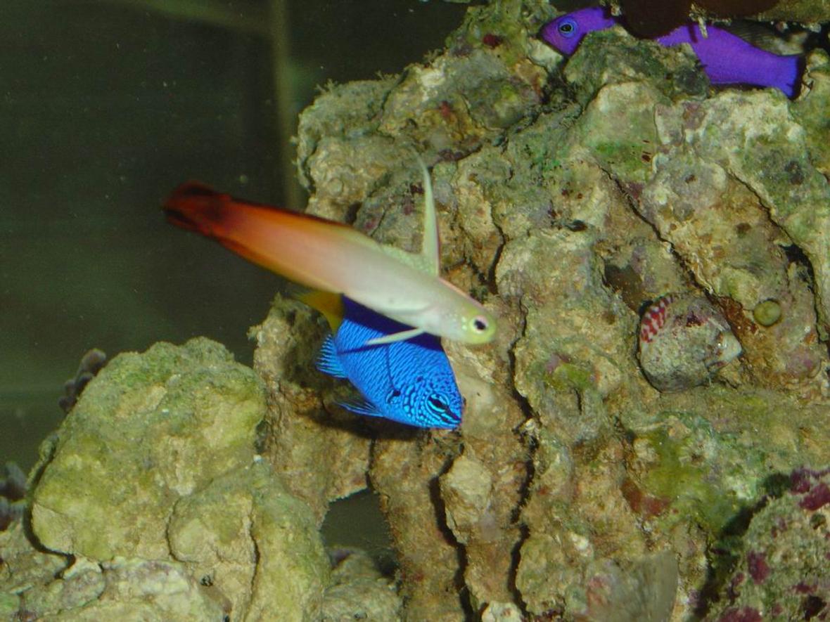 saltwater fish - nemateleotris magnifica - firefish stocking in 150 gallons tank - Firefish, Blue Damsel, orchid pseudochromis