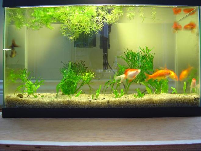 150 gallons freshwater fish tank (mostly fish and non-living decorations) - goldfish, java fern