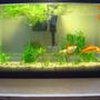 150 gallons freshwater fish tank (mostly fish and non-living decorations) - goldfish, java fern
