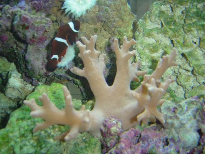 corals inverts - paralemnalia sp. - tree coral stocking in 150 gallons tank - soft coral