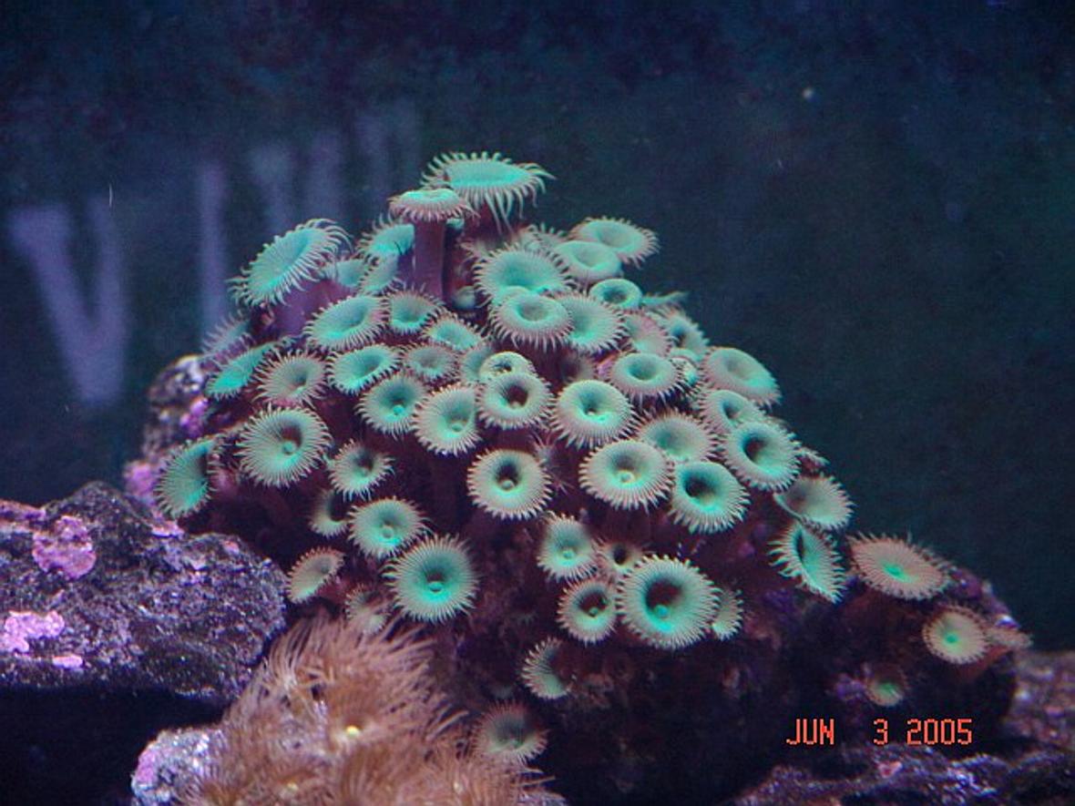 corals inverts - protopalythoa sp. - button polyp stocking in 40 gallons tank - button polyps