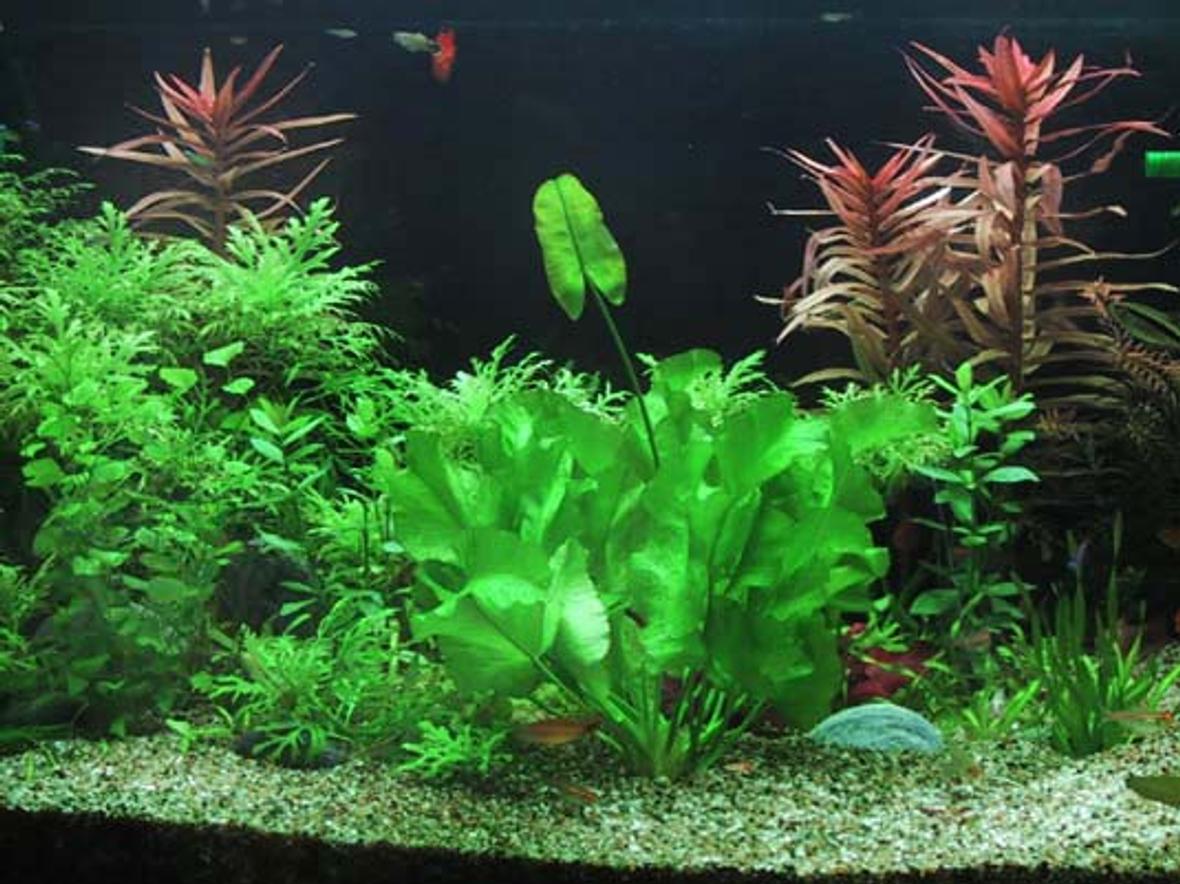planted tank (mostly live plants and fish) - 4ftx2ftx2ft