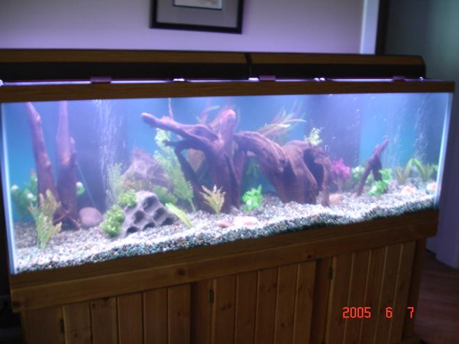 180 gallons freshwater fish tank (mostly fish and non-living decorations) - New pic.