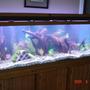 180 gallons freshwater fish tank (mostly fish and non-living decorations) - New pic.