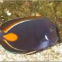 saltwater fish - acanthurus achilles - achilles tang stocking in 54 gallons tank - Achillies tang