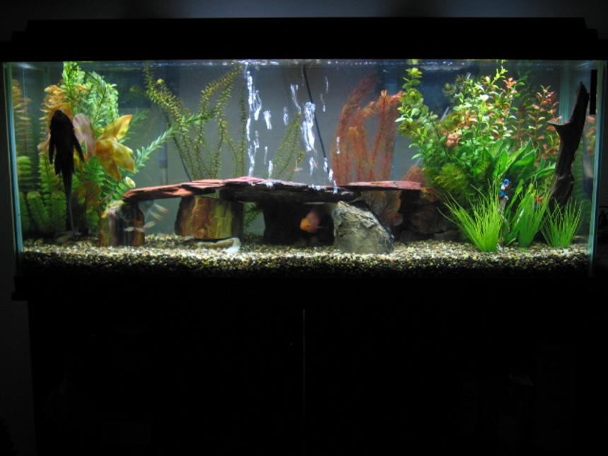 Rated #1758: 55 Gallons Freshwater Fish Tank - 55gl standard.