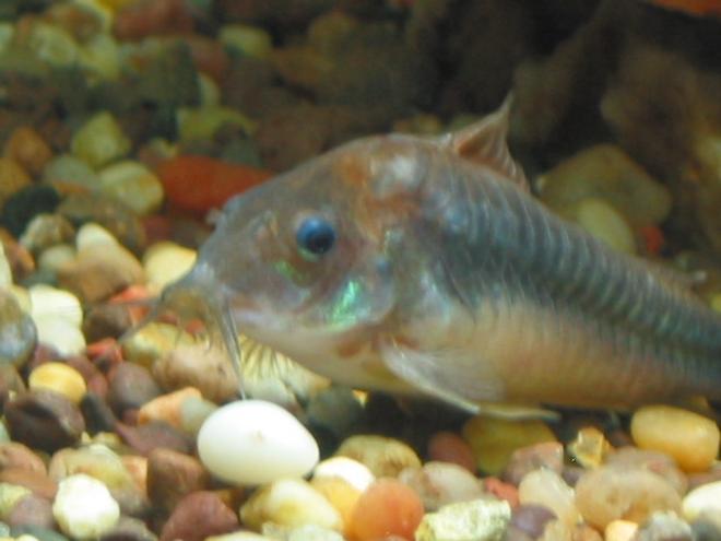 freshwater fish - brochis splendens - emerald green cory cat stocking in 55 gallons tank - emerald cory