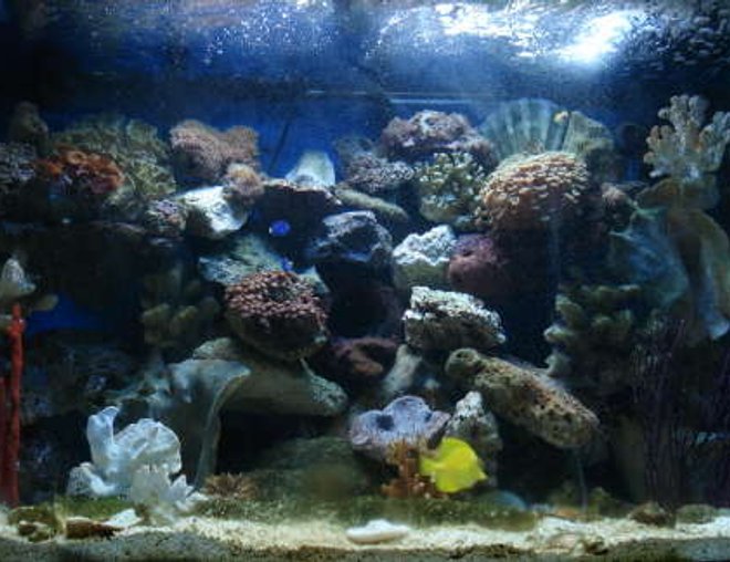 65 gallons reef tank (mostly live coral and fish) - Full View