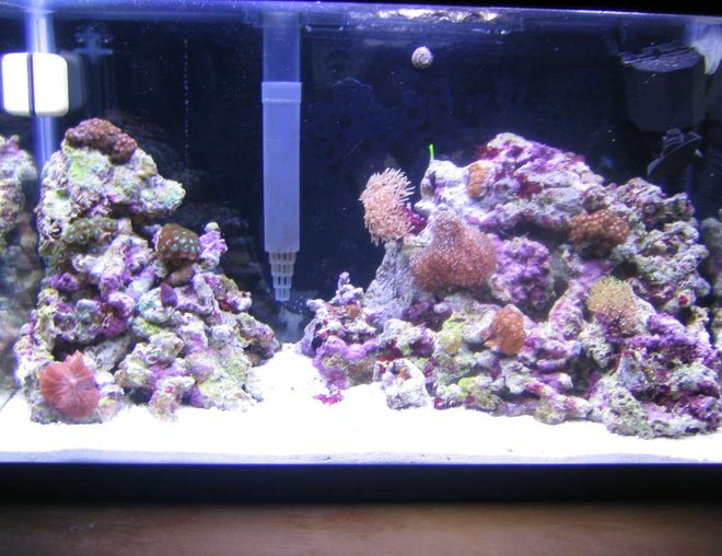 10 gallons reef tank (mostly live coral and fish) - 2 Month old 10G