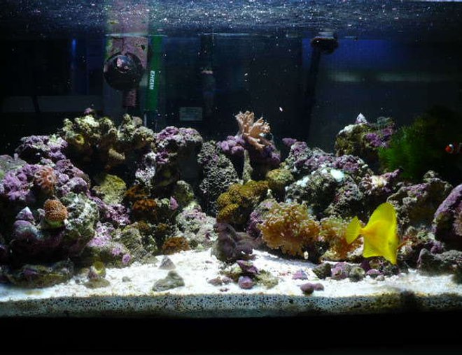 55 gallons reef tank (mostly live coral and fish) - My new 55 gal shallow reef tank, thanks for your help ryan. owe ya one.
shot taken at noon with 250 hqi on, and the 4 cfo's.  great light!