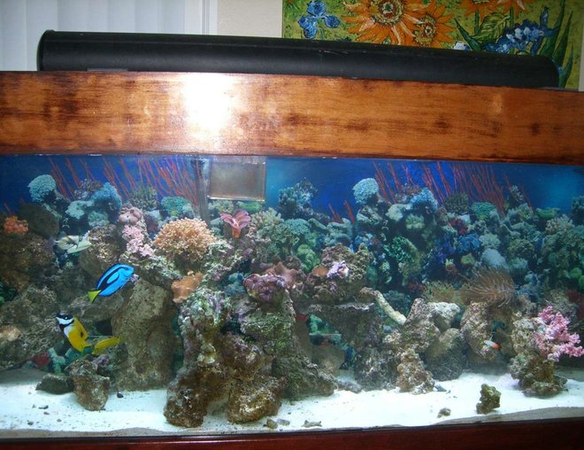 150 gallons reef tank (mostly live coral and fish) - ...