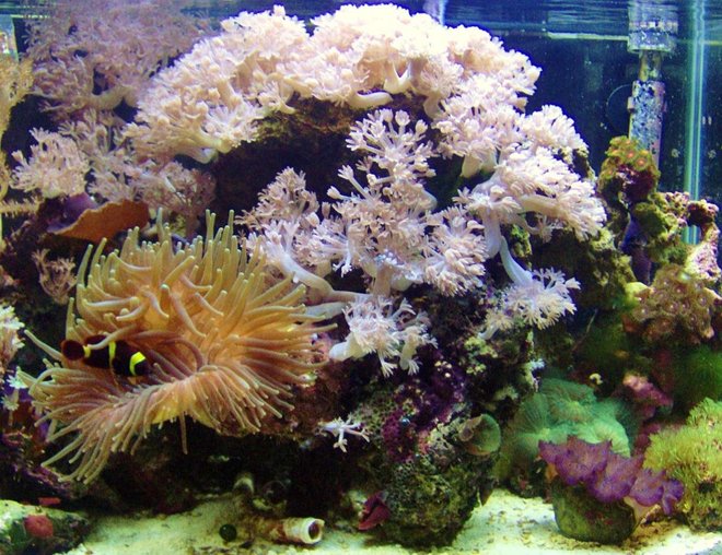 20 gallons reef tank (mostly live coral and fish) - full view