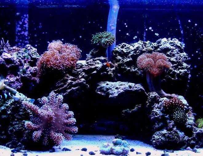 46 gallons reef tank (mostly live coral and fish) - updated pic of my fishtank