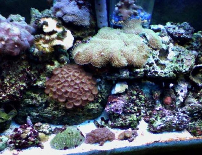55 gallons reef tank (mostly live coral and fish) - 55 gallon reef tank