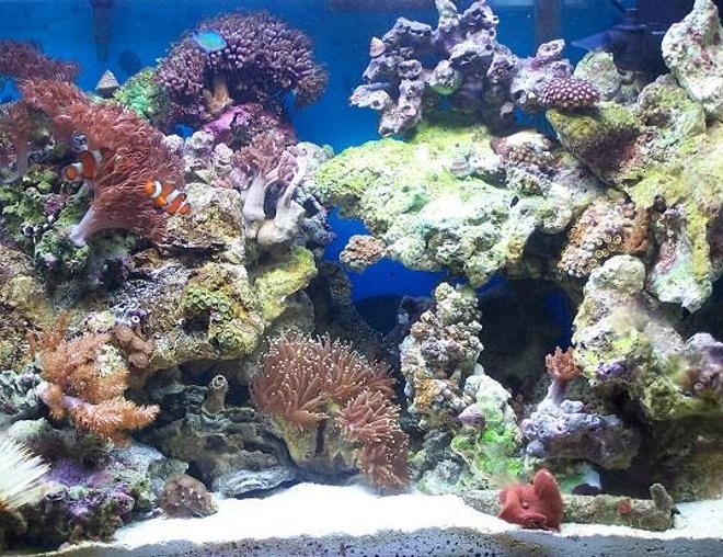 20 gallons reef tank (mostly live coral and fish) - 20 gallon reef tank