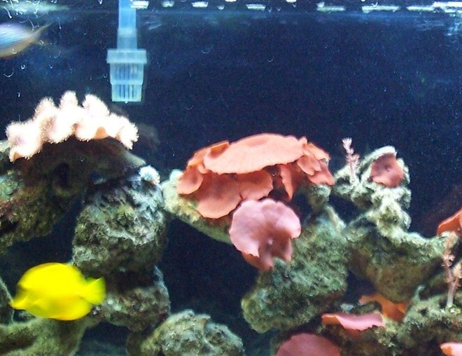 55 gallons reef tank (mostly live coral and fish) - 55 gallon