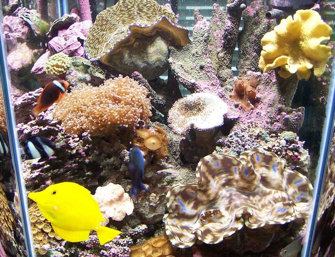 60 gallons reef tank (mostly live coral and fish) - 60 gal hex