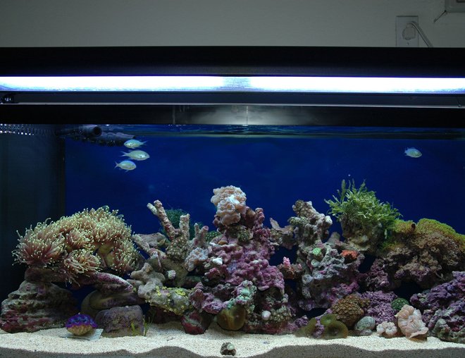 60 gallons reef tank (mostly live coral and fish) - 60 gal reef
