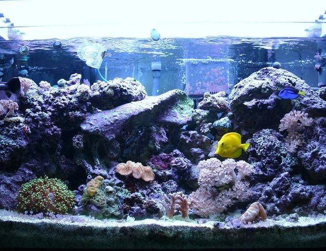 55 gallons reef tank (mostly live coral and fish) - SAVE A REEF GROW YOUR OWN
55g Reef Tank,Livestock :1 Hippoe Tang , 1 Devil Blue Damsel , 1 Ocelaris Clown , 1 Royal Gramma ,1 Yellow Sailfain Hawaiian tang , 8 Blue/Green Chromis , 2 Cleaner Shrimp , 3 Peppermint Shrimp , 20 Astrea , 15 Nasarius , 1 Conch , 10 Turbo , FrogSpawn , Polyps , Zoos , Pom pom xenia , Toadstool , Ricordea ,Green/red Open brain , GSP , and more. Equipment :  Coralife Super Skimmer 125 ( Needle wheel ) 2 Hang back , 2 Maxi-Jet 1200 , 2 Maxi-Jet 900 , 4x30w Actinic , 4x25w 6500k and 150lbs liverock's