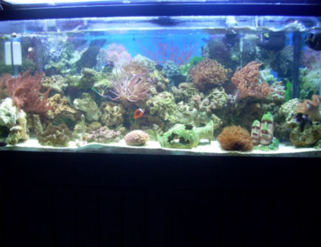 55 gallons reef tank (mostly live coral and fish) - Reef Tank