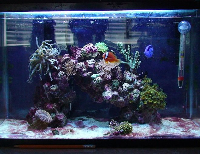 10 gallons reef tank (mostly live coral and fish) - This is my 10 gallon reef tank, see my profile for more details. I spent $100 Canadian for the entire set up. The lady couldn't get rid of the cyanobacteria, so I bought the tank. I am currently working on getting rid of the cyano bacteria.