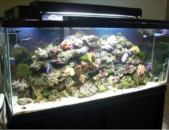 55 gallons reef tank (mostly live coral and fish) - 55 gallon tank