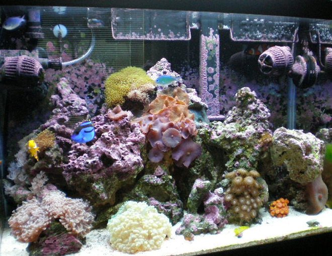 20 gallons reef tank (mostly live coral and fish) - after 7 months