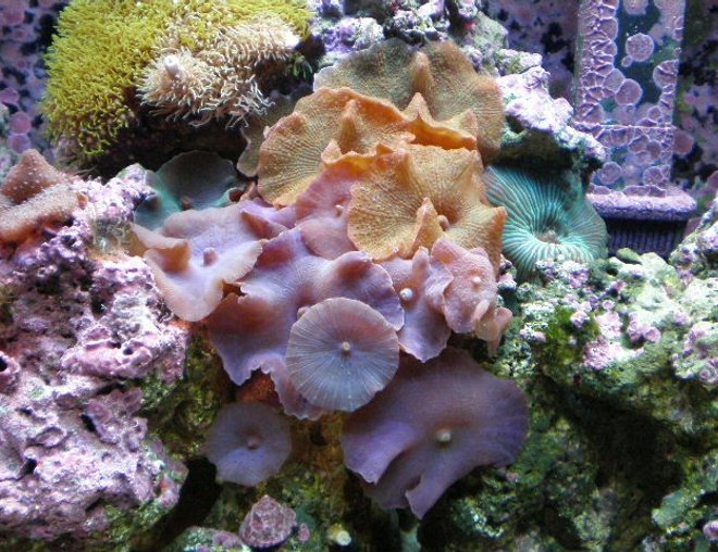 20 gallons reef tank (mostly live coral and fish) - after 7 months