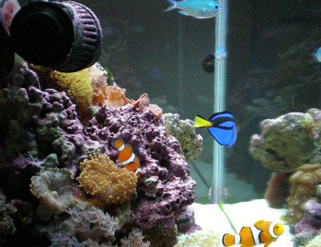 20 gallons reef tank (mostly live coral and fish) - after 7 months